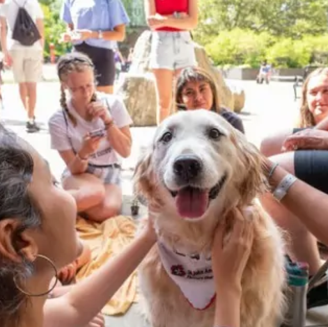 Group of people petting a dog